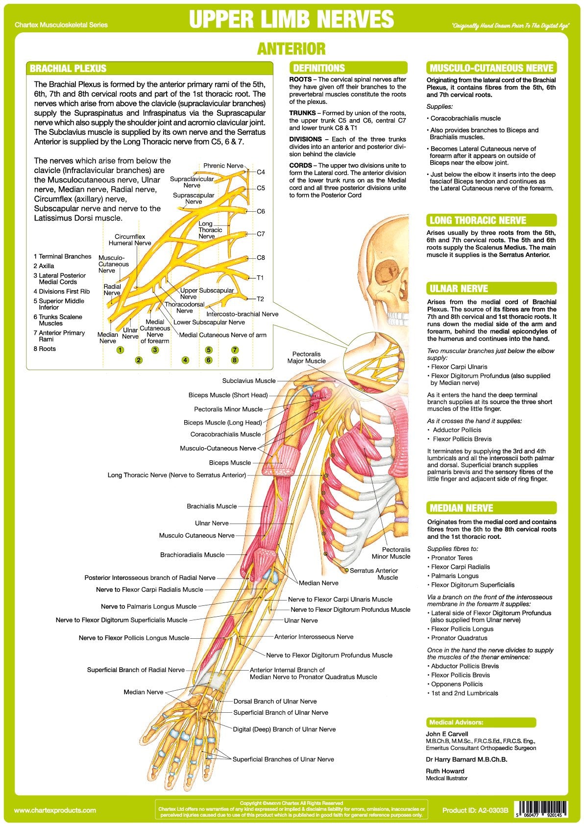Upper Limbs Nervous System Poster - Anterior – Chartex