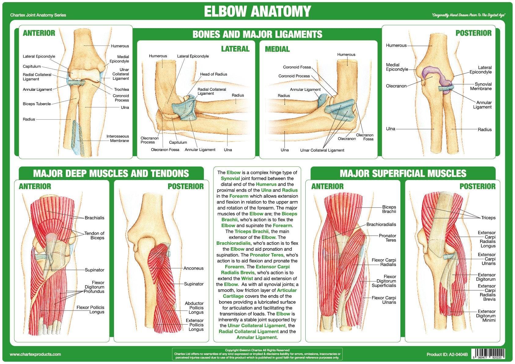 Chartex Elbow Joint Anatomy Chart Chartex Ltd