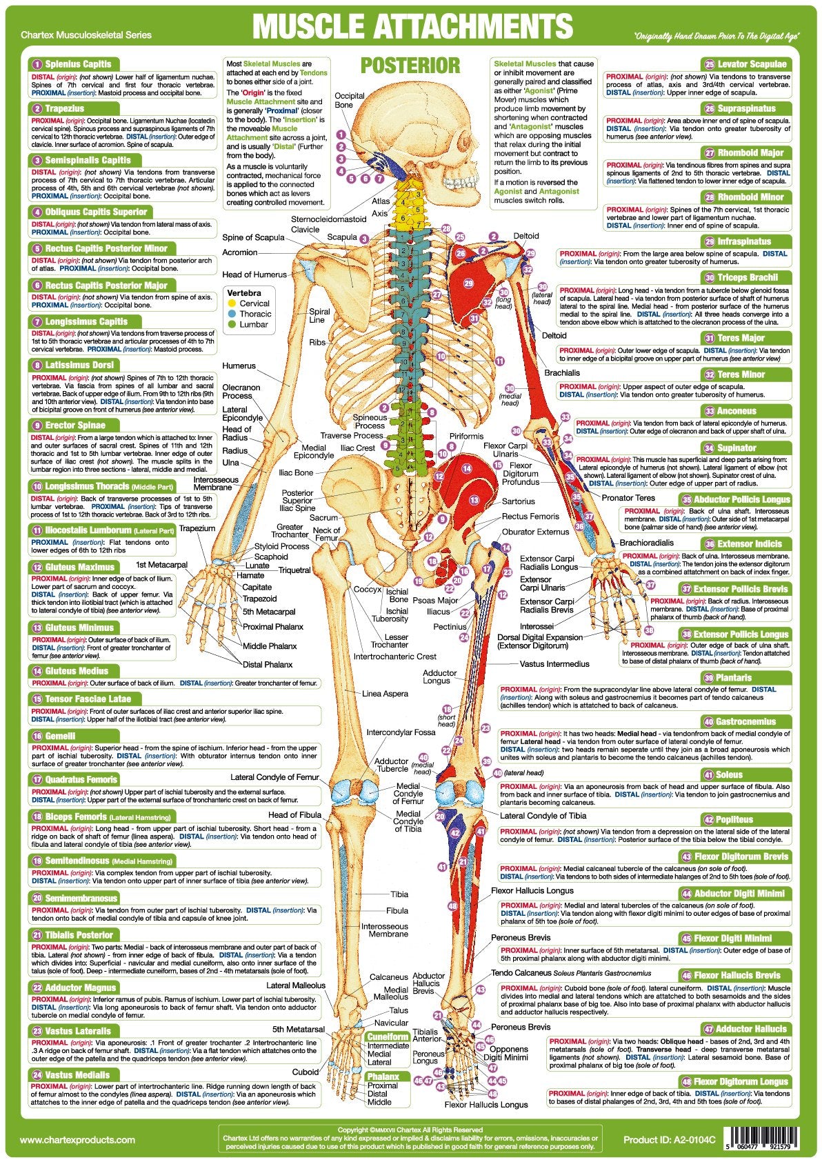 Anatomy Muscle Attachments Skeleton Chart - Posterior ...