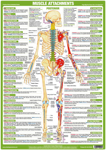 Human Anatomy Charts & Medical Posters / Charts | Published by Chartex