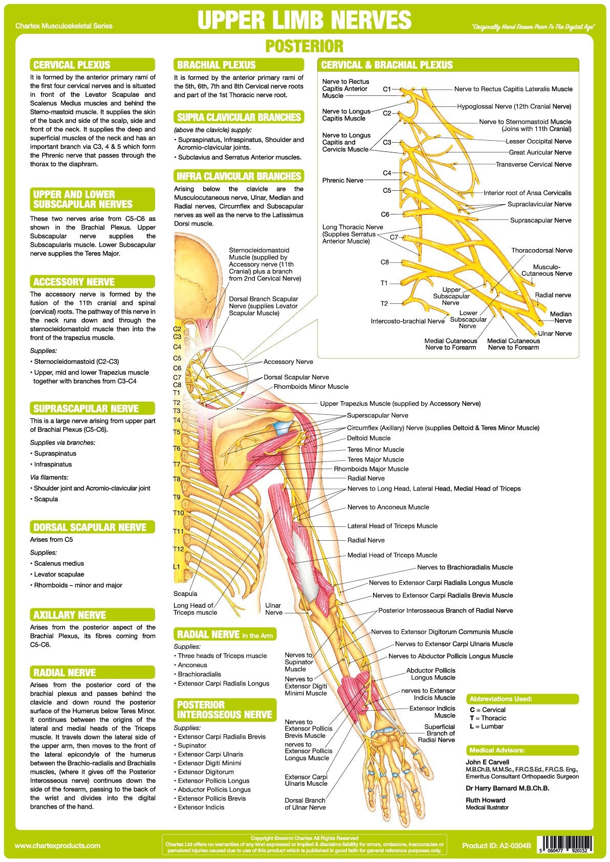 Upper Limb Nerve Chart - Posterior - Chartex Ltd