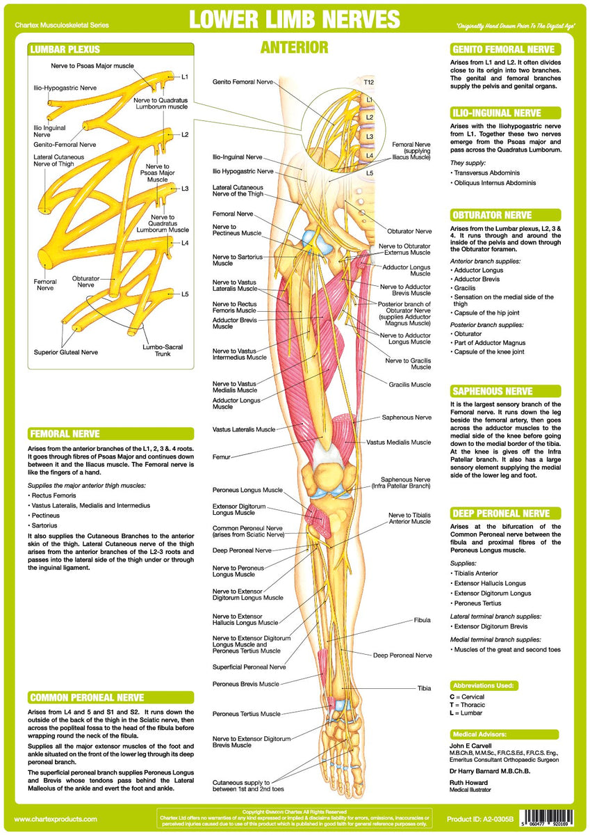 Lower Limb Nerve Anatomy Chart - Anterior - Chartex Ltd