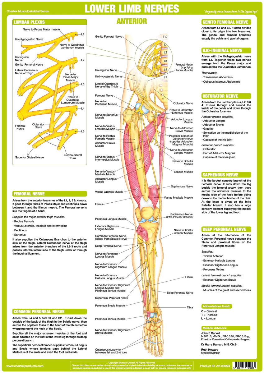 Lower Limb Nerve Anatomy Chart Anterior Chartex Ltd