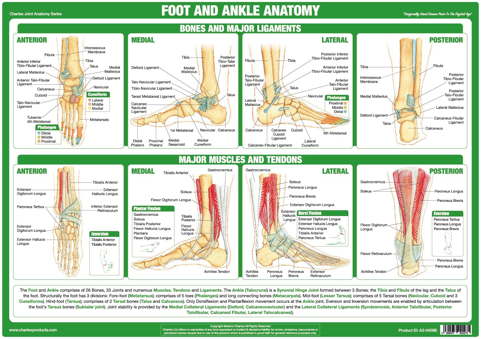 Anatomy Charts For Sale