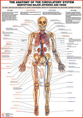 Cardiorespiratory Anatomy Charts - Chartex Ltd