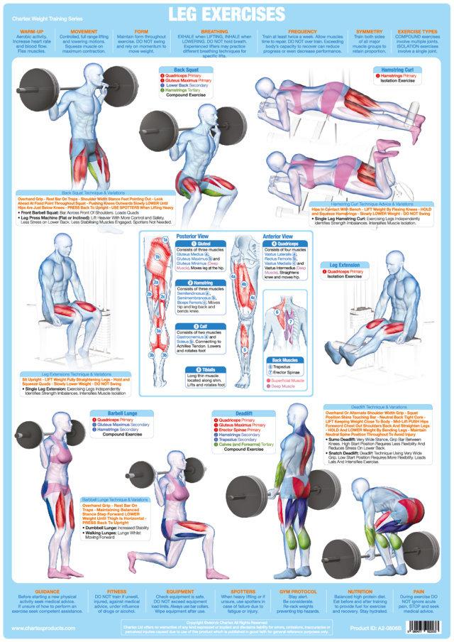 Leg Muscles Weight Training Exercise Chart - Chartex Ltd