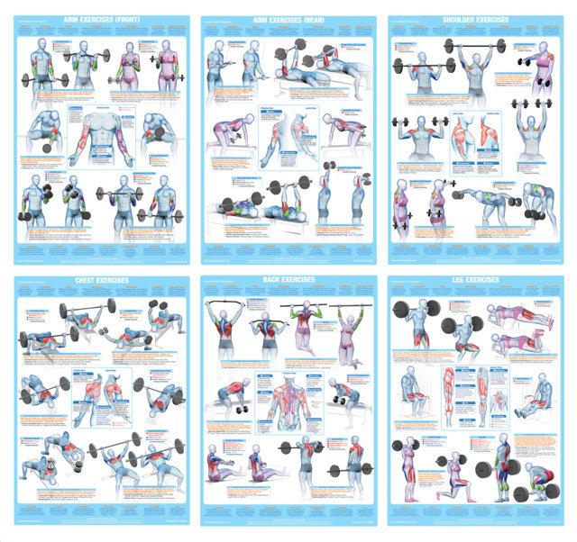 Back Muscles Weight Training Excercise Chart - Chartex Ltd