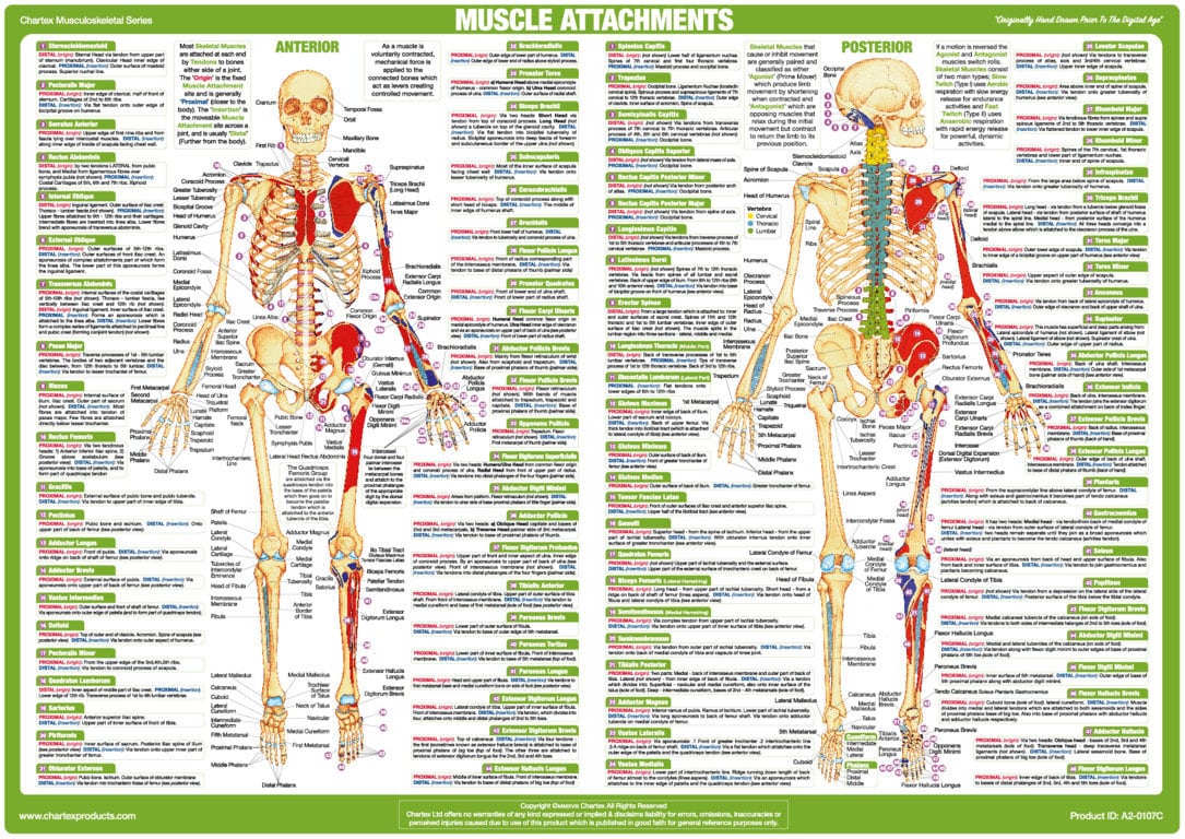 Muscle Attachment Chart - Anterior and Posterior Aspect – Chartex Ltd