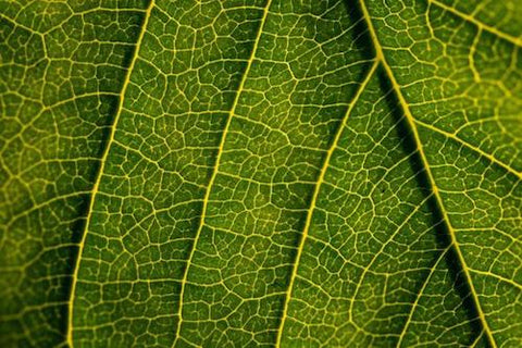 texture on a leaf