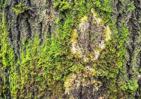 moss on tree bark