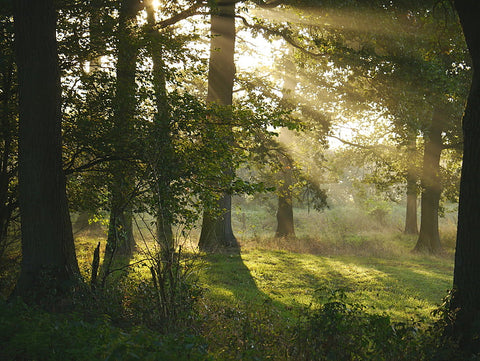 Rays of sunlight