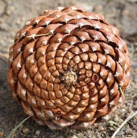 Fibonacci spiral in a pine cone