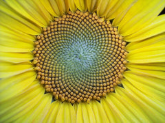 fibonacci in sunflower