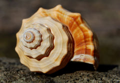 fibonacci spiral in a sea shell