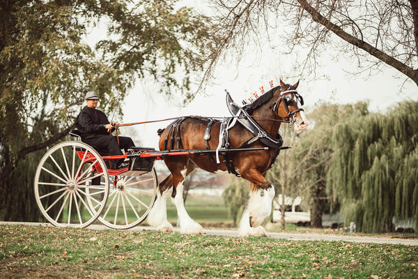 clydesdale horse pulling cart