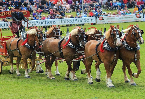 6 Belgium draught horses pulling a cart at a show