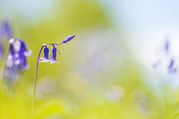 close up bluebell