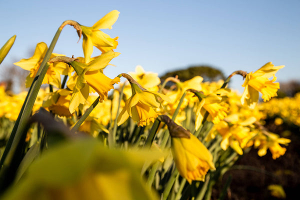 15 interesting facts about daffodils and narcissus - The Boston Bulb  Company Ltd