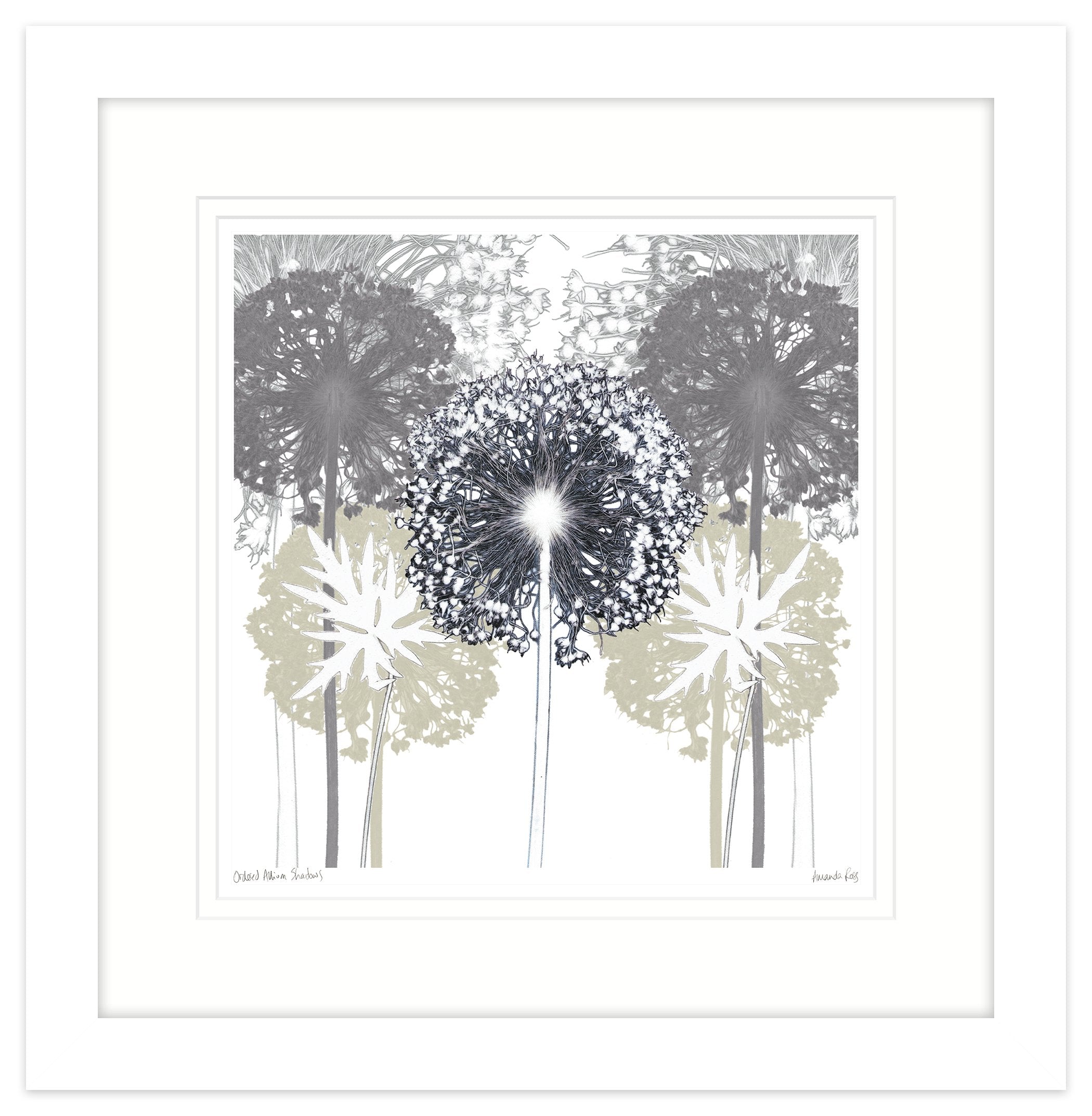 Ordered Allium Shadows Framed Print