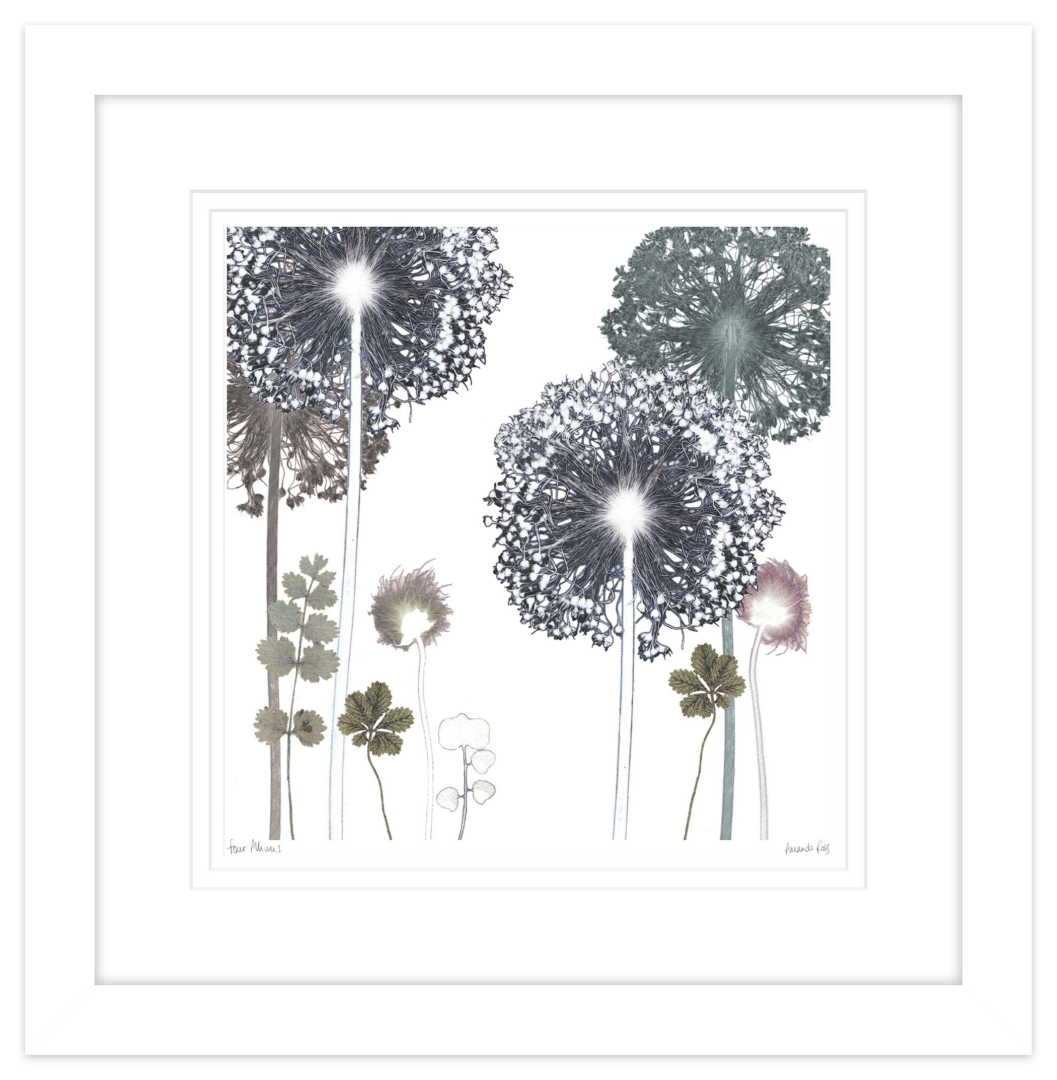 Four Alliums Framed Print