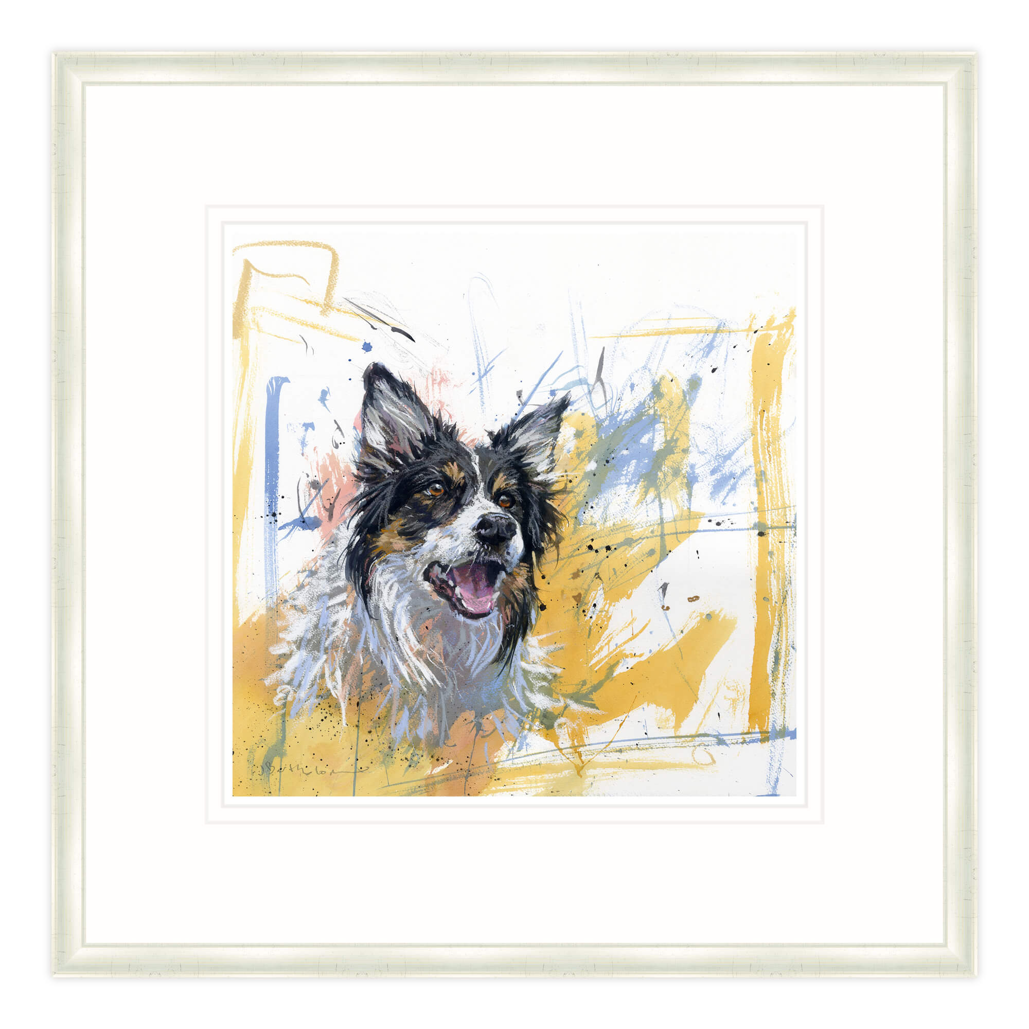 Coloured Collie Framed Print