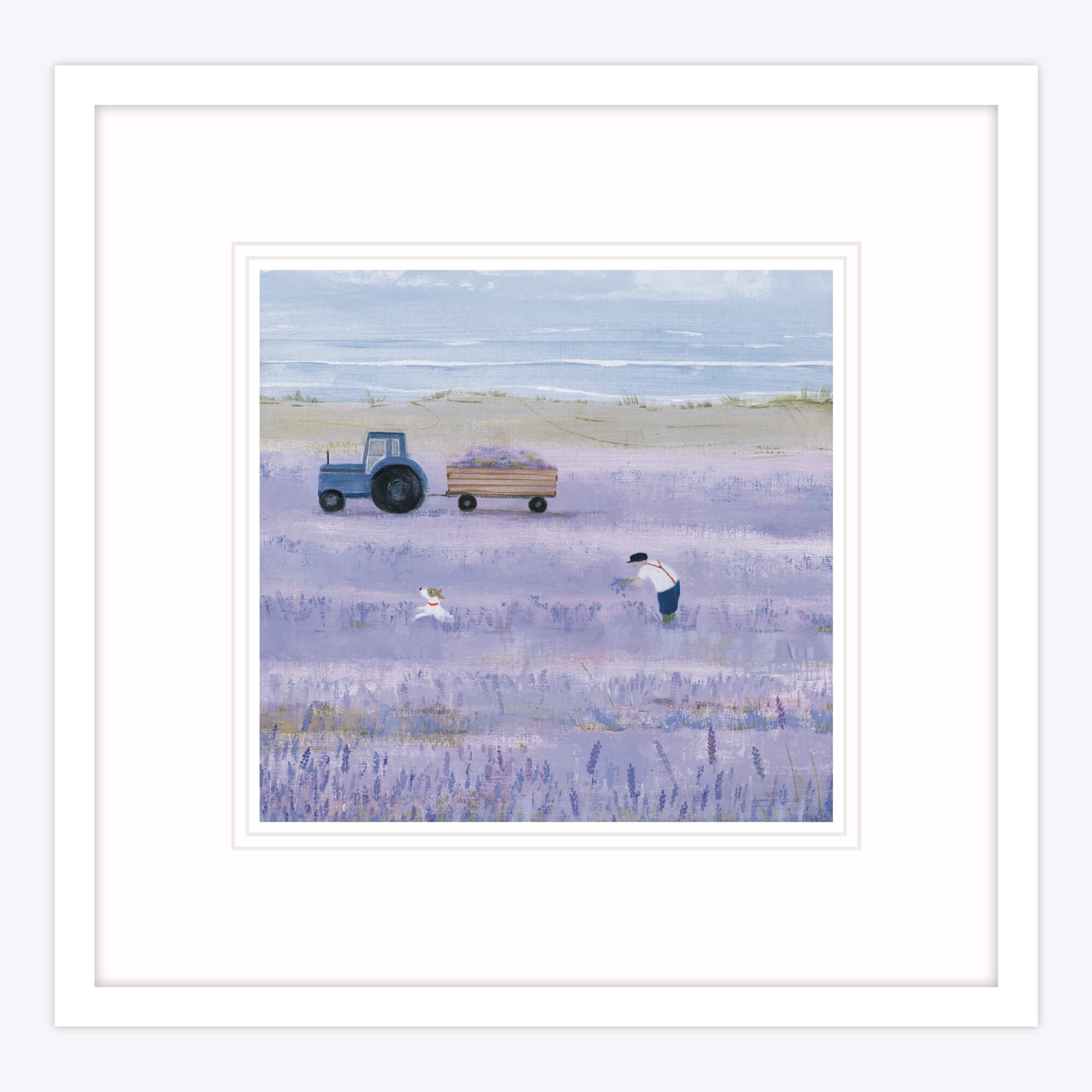 Lavender Fields Framed Print