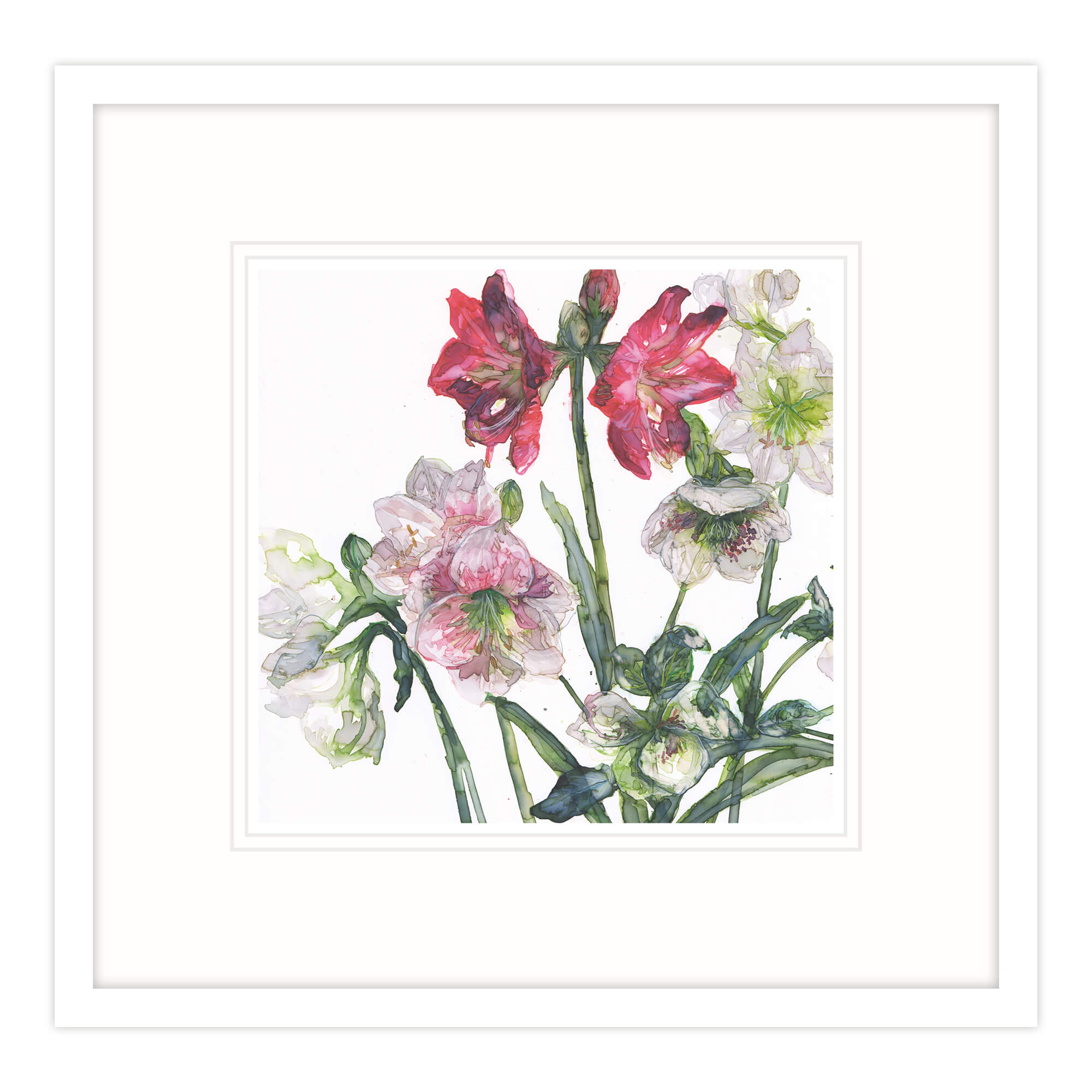 Mixed Amaryllis And Hellebore Framed Print