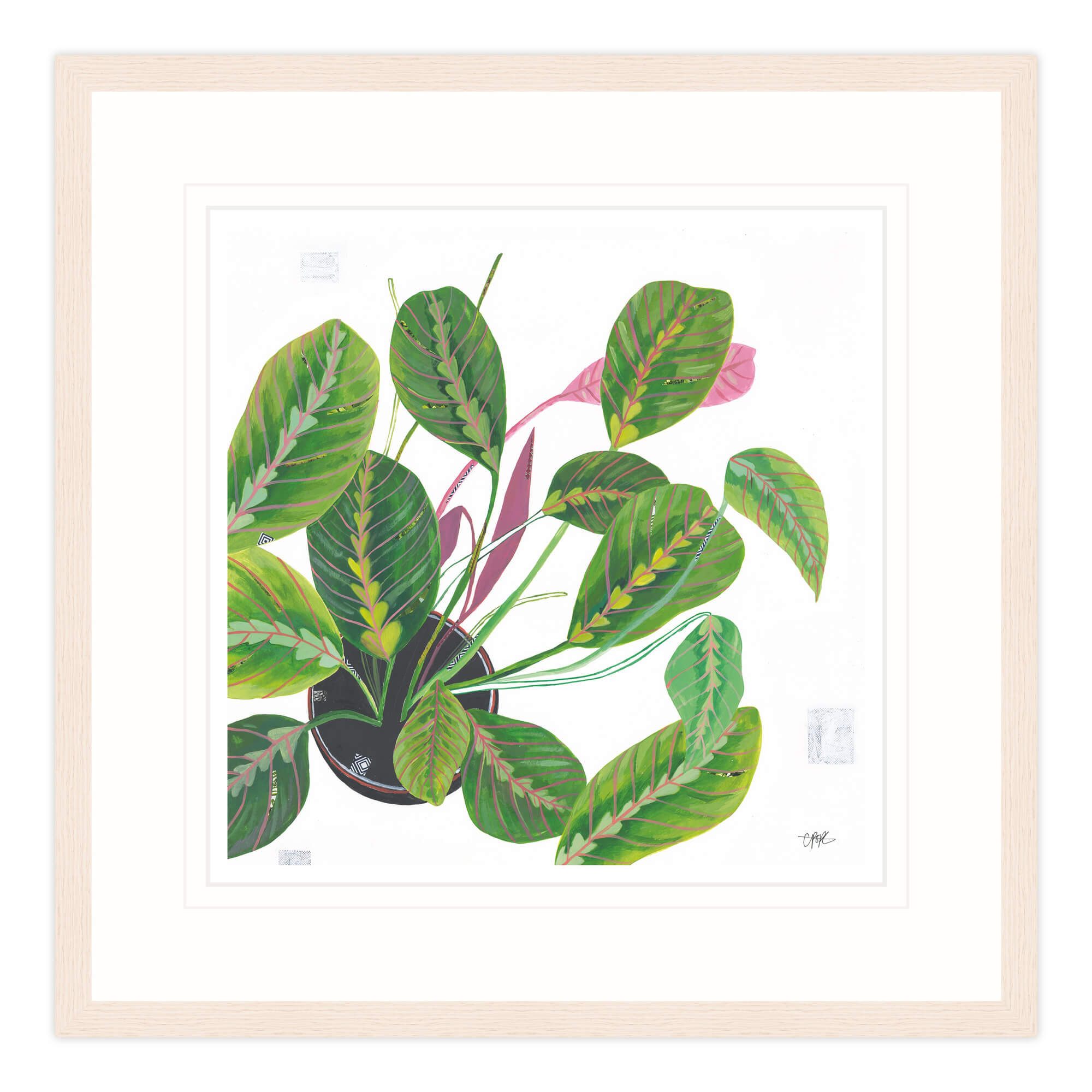 Prayer Plant Framed Print