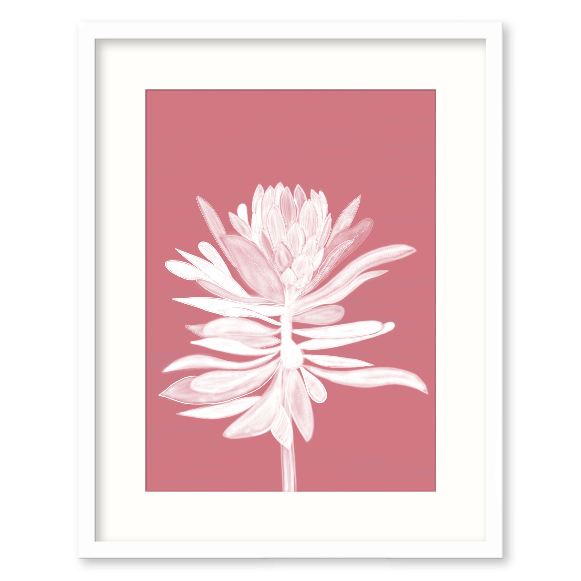 Pink Protea Small Framed Print