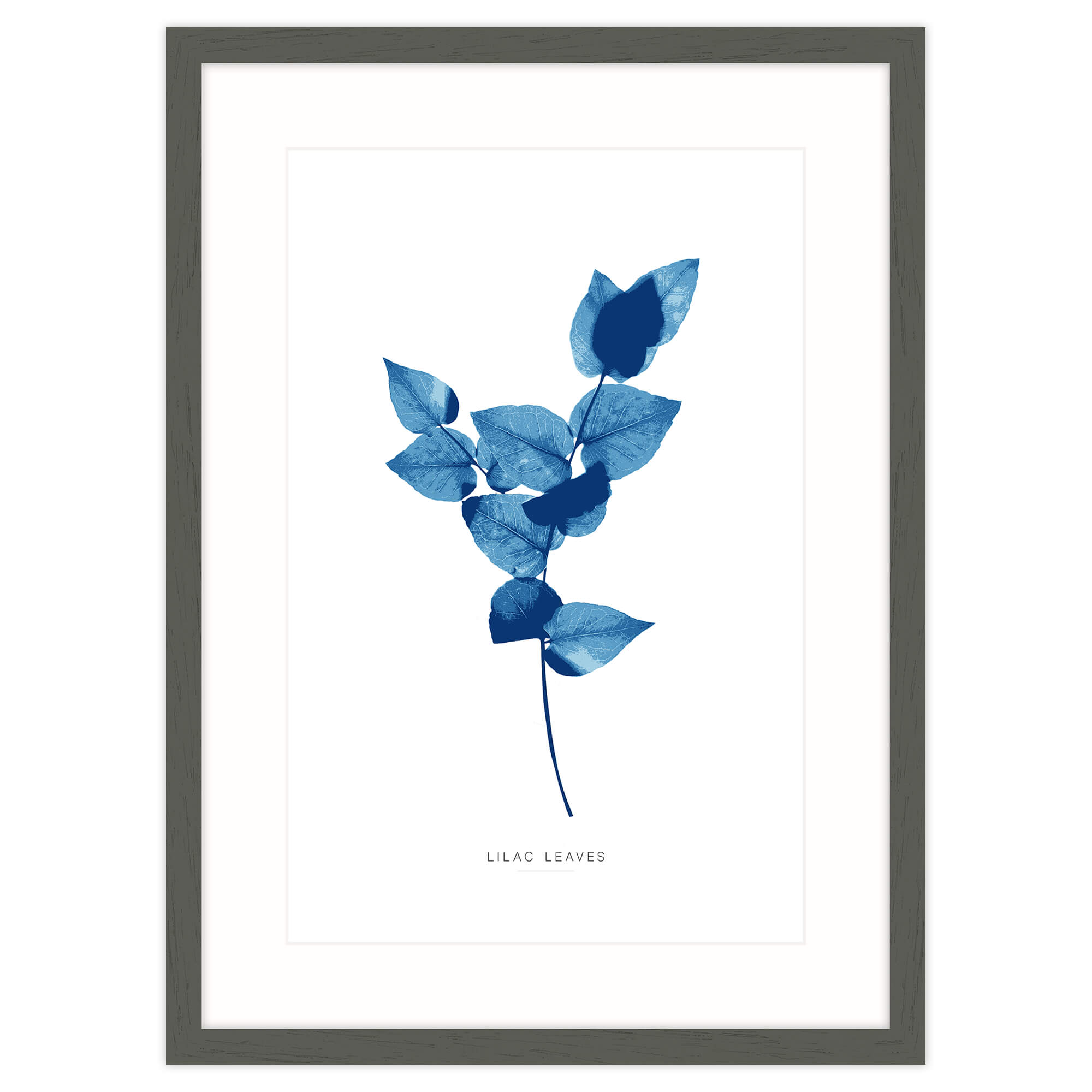 Lilac Leaves Framed Print