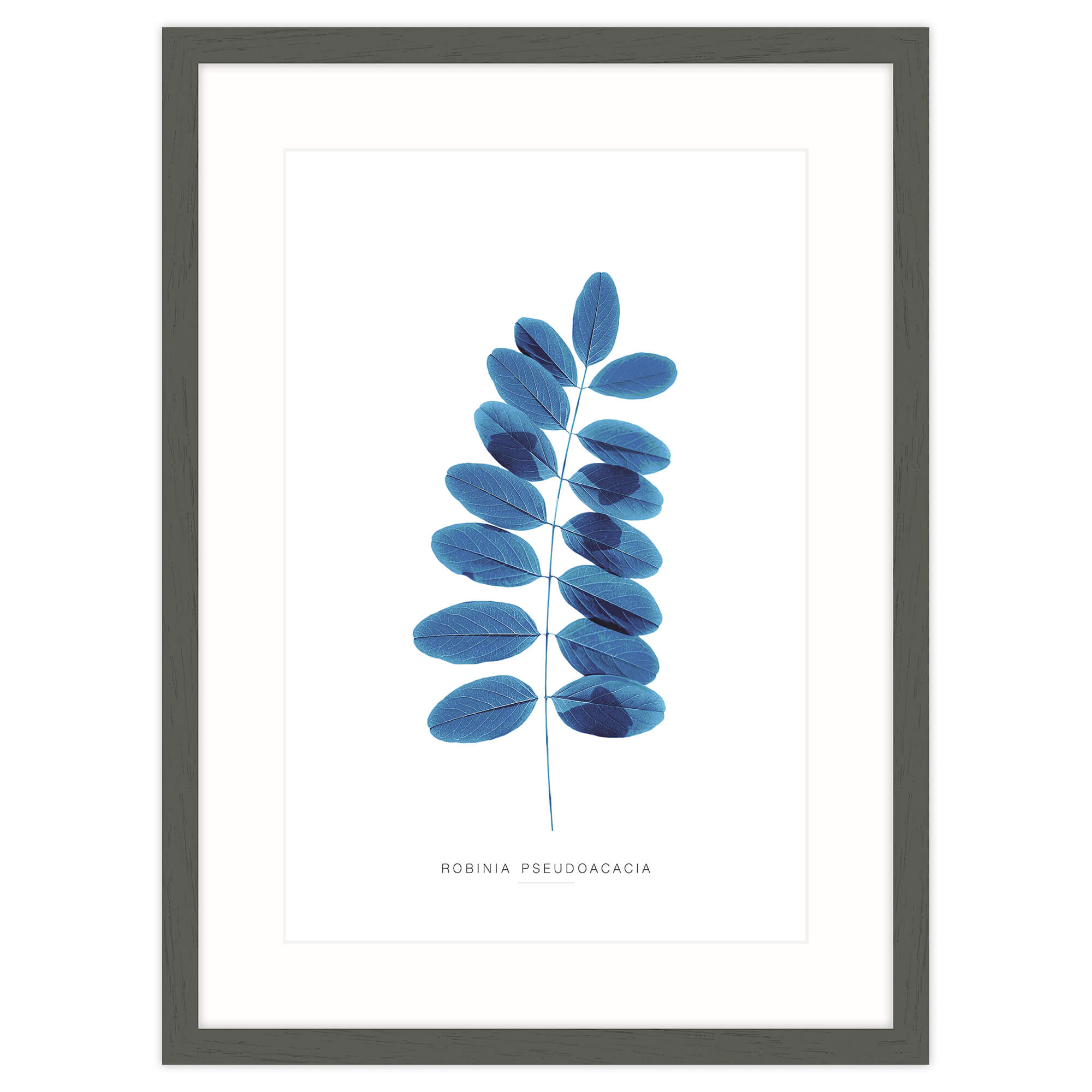Blue Robina Framed Print