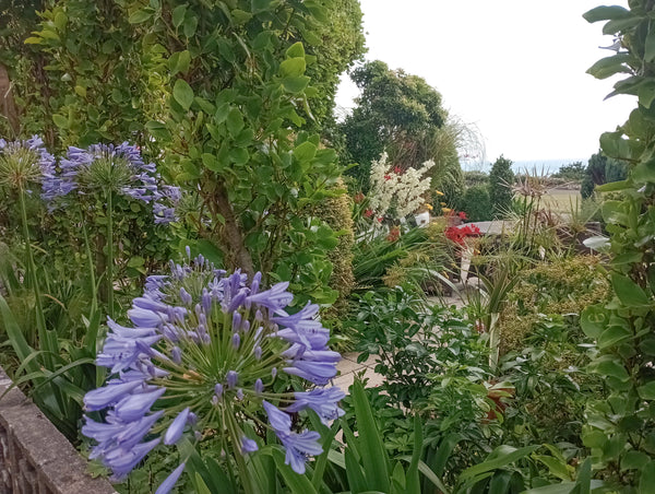 agapanthus in the garden