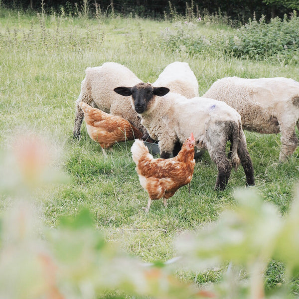 cute sheep and chicken photo