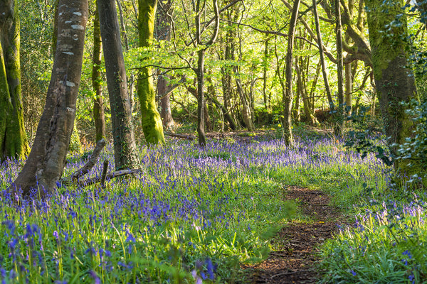 bluebell path Pendarves Wood nature reserve