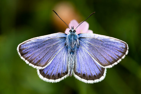 Silver studded blue butterfly