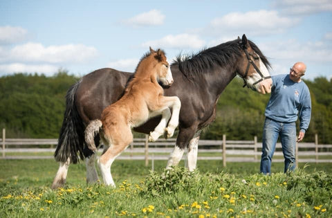 clydesdale horses