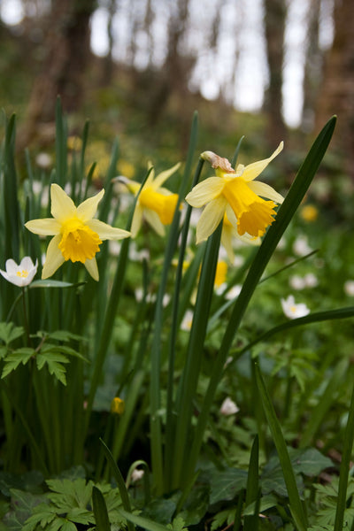 The Daffodil Dilemma in My Wildlife Sanctuary