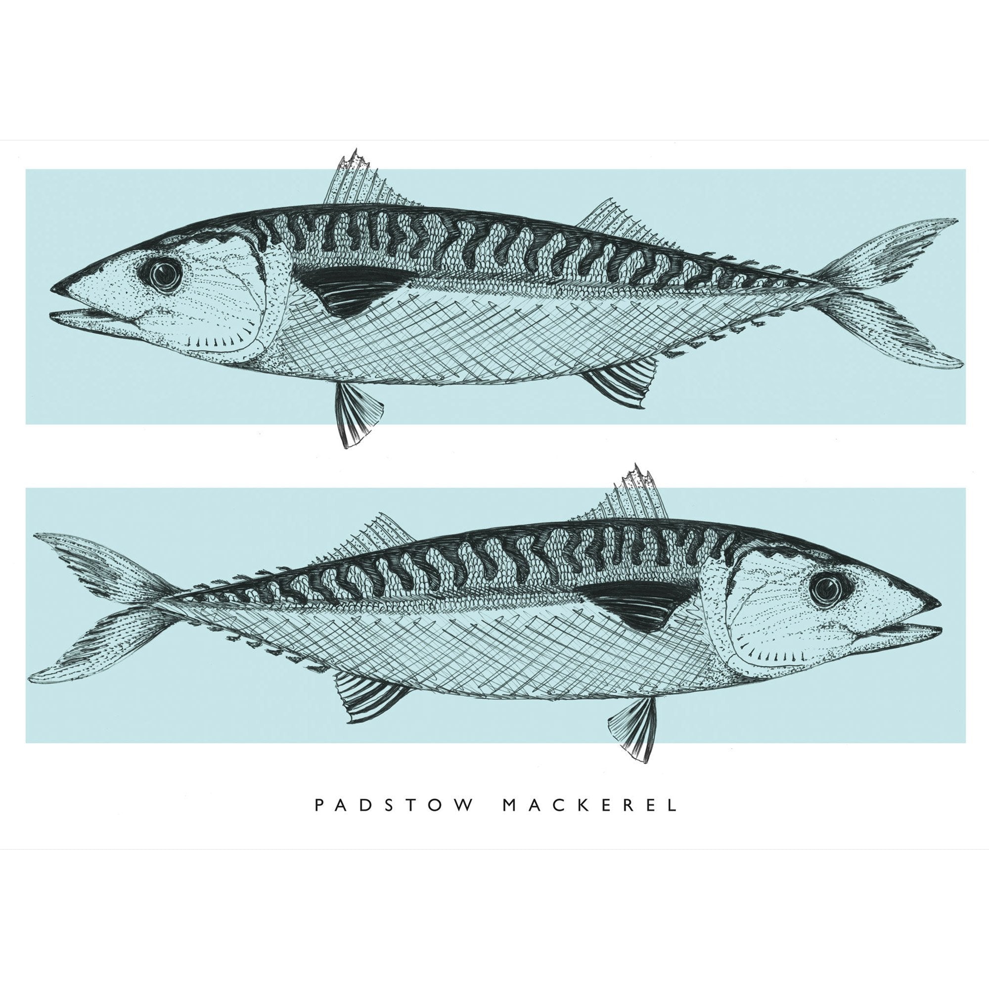 An image of Padstow Mackerel Art Print Whistlefish