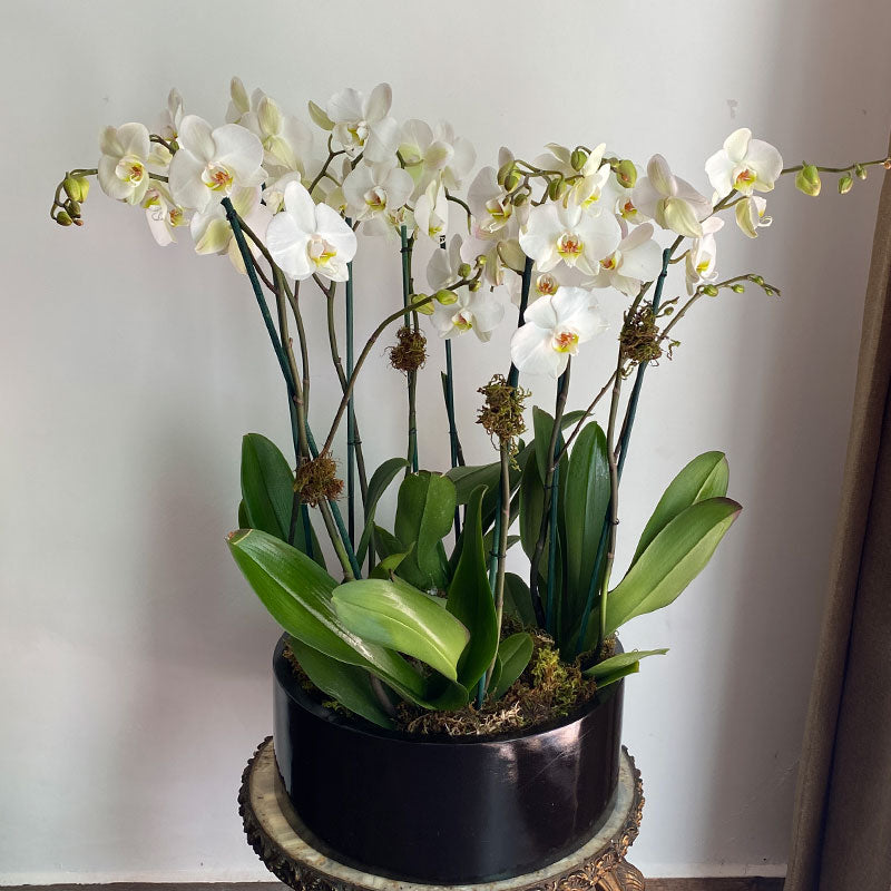 Orquídeas y Plantas a Domicilio