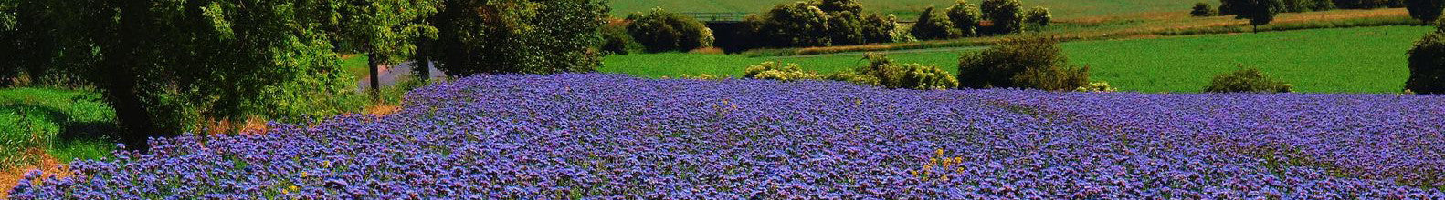 blue tansy essential oil