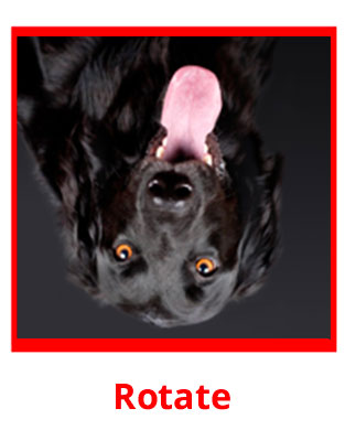 Service Dog Image Example