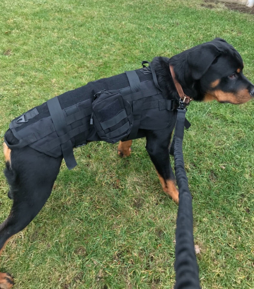 corgi tactical vest