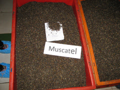 Muscatel, Darjeeling Muscatel Tea, Muscatel flavour, Goodricke, Teacupsfull, Tea Cups Full Muscatel flavour, 