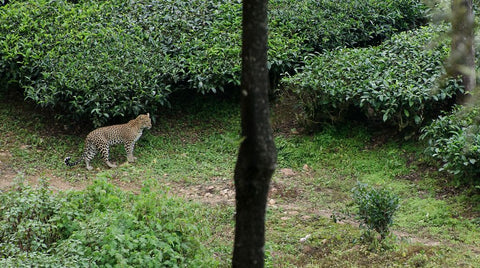 Leopards in Tea Estates, Lepards in TEa Gardens, Teacupsfull, Stories about Tea