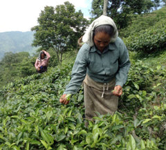 tea plucking