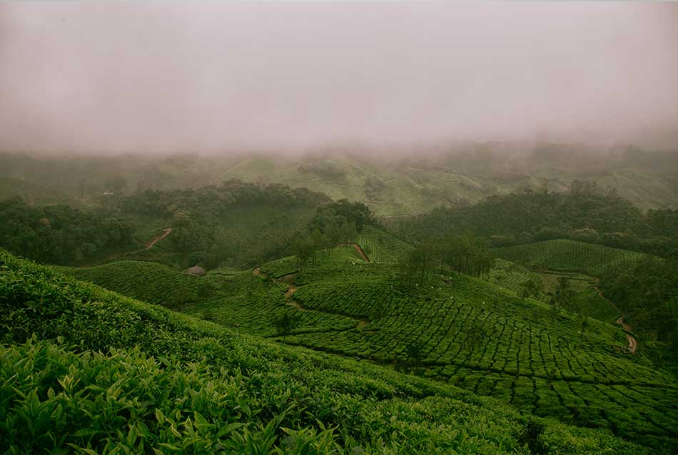 Export & Wholesale Suppliers of Tea in India; Exporters of Darjeeling Tea in India; Exporters of Assam Tea in India; Exporters of Nilgiri Tea in India