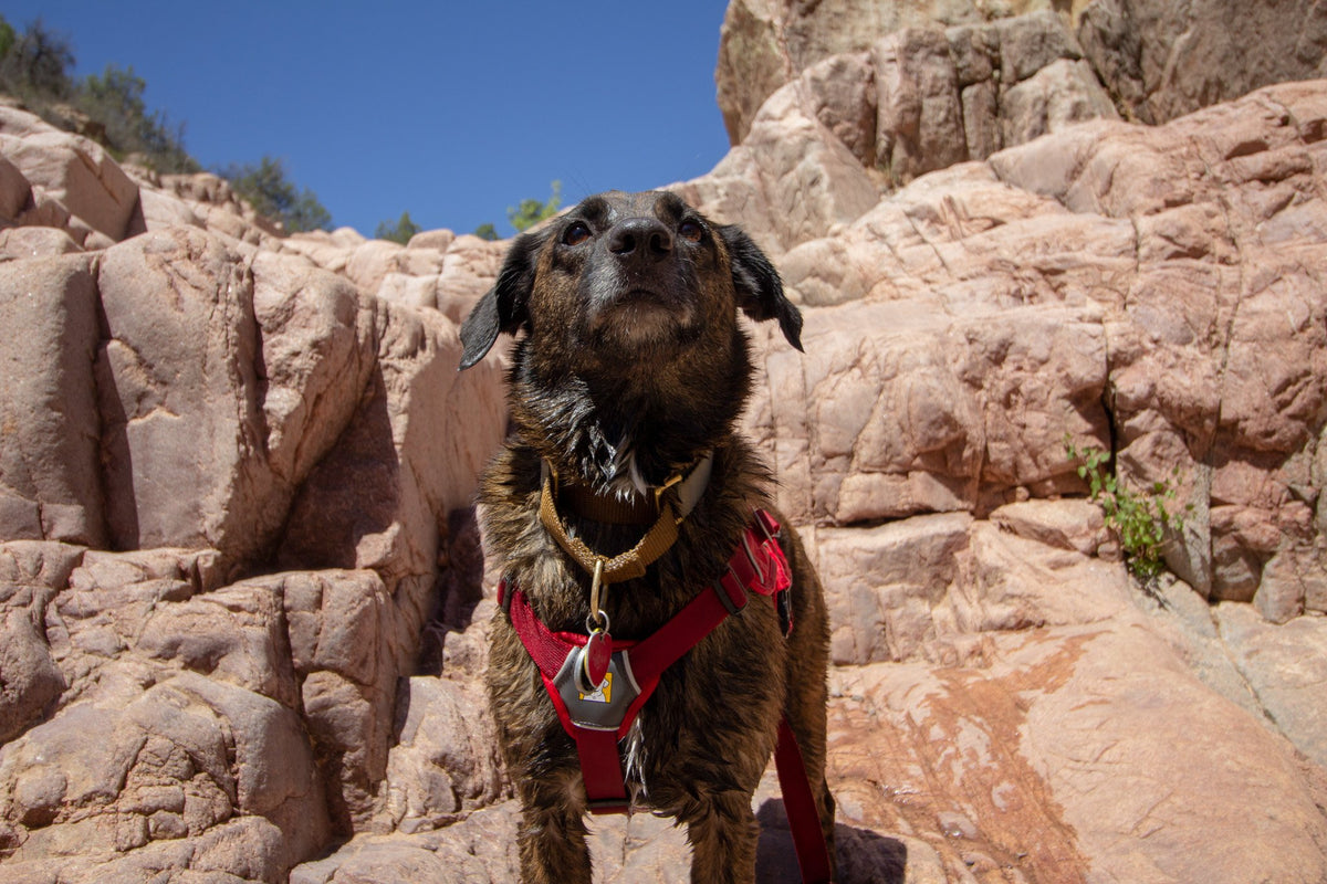 Tips For Hiking With Dogs in the Summer – Keep Nature Wild