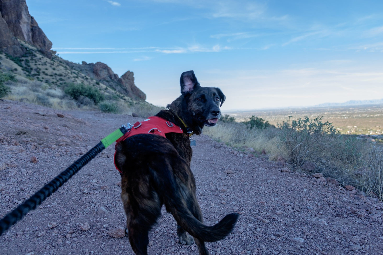 hiking off leash dog