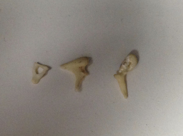 Real Human Ear Ossicles - Malleus Incus Stapes - Bones – 6 Brains