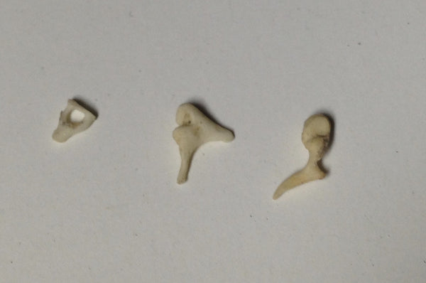 Real Human Ear Ossicles - Malleus Incus Stapes - Bones – 6 Brains